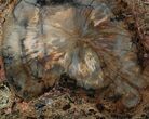 Petrified Wood (Araucaria) Slab With Bark - Arizona #31804-1